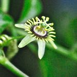 corkystem passionflower